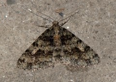 Myrioblephara duplexa