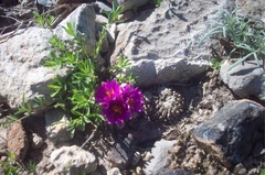 Pelecyphora aselliformis