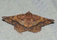 Garaeus