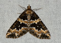Electrophaes marginata