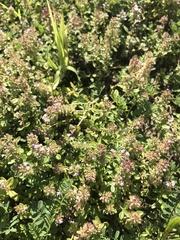Thymus × citriodorus