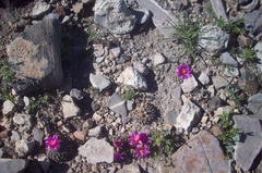 Pelecyphora aselliformis