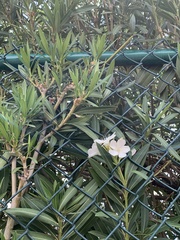Nerium oleander