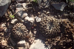 Pelecyphora aselliformis