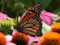 Danaus plexippus