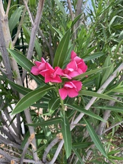 Nerium oleander