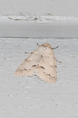 Acronicta innotata