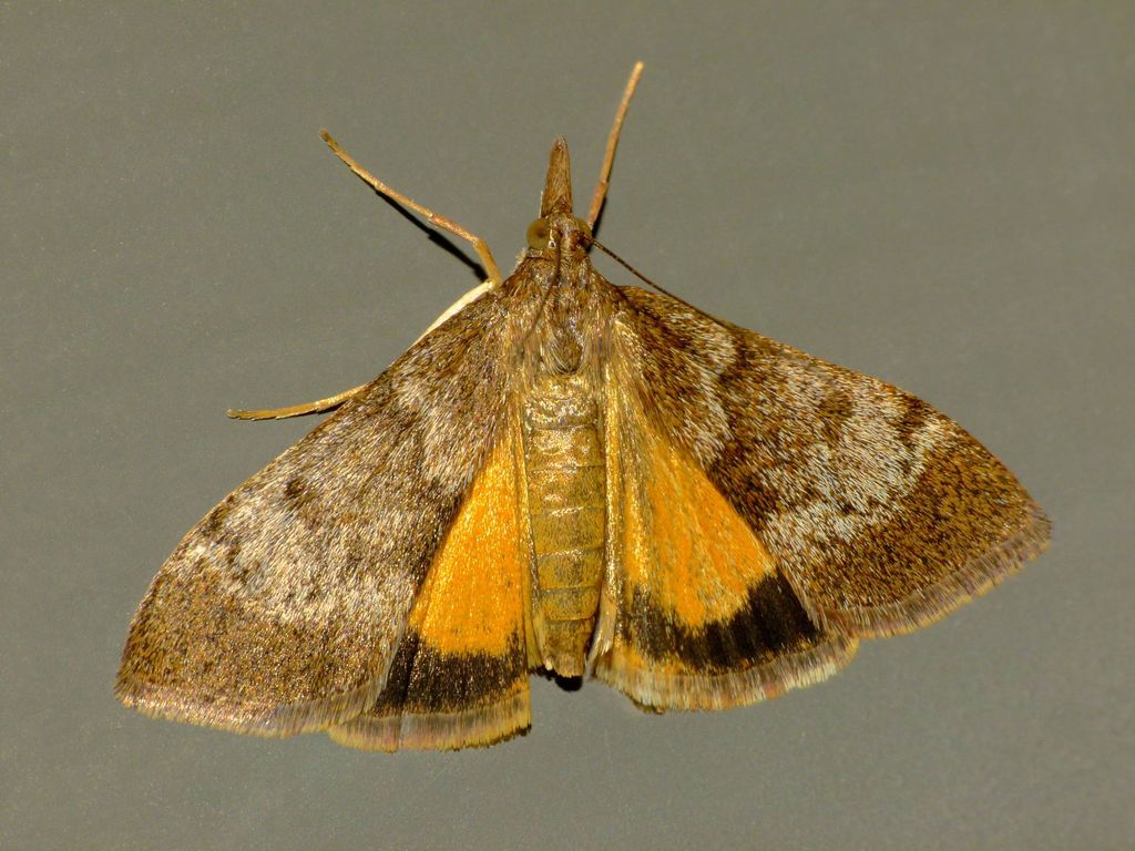 Moth