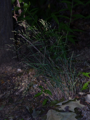 Poa nemoralis
