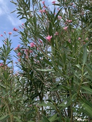 Nerium oleander