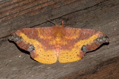Oreta sanguinea