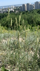 Agropyron desertorum