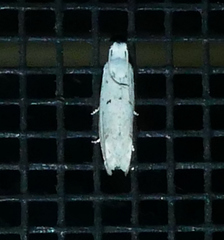 Epiblema separationis