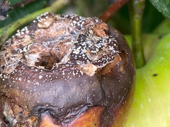 Monilinia