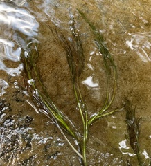 Podostemum ceratophyllum