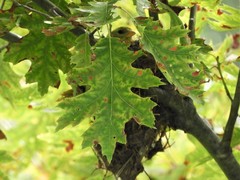Spinus tristis