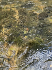 Podostemum ceratophyllum
