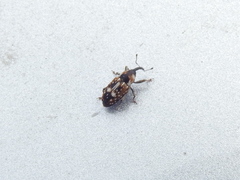 Cosmobaris scolopacea