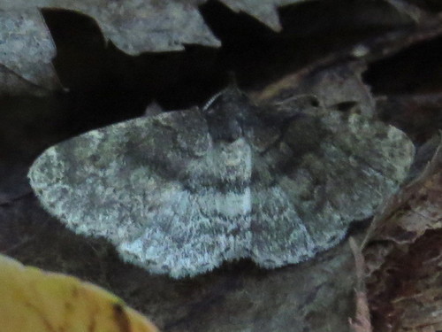 Forbes' Idia Moth photo 2