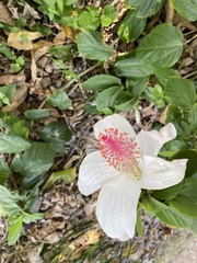 Hibiscus arnottianus
