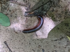 Narceus americanus