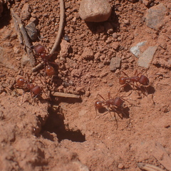 Pogonomyrmex occidentalis