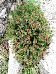 Rhodiola