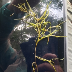 Potamogeton spirillus