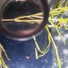 Potamogeton spirillus