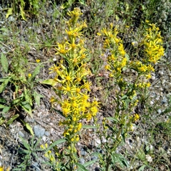 Solidago virgaurea