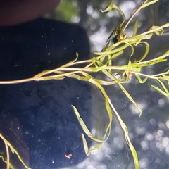 Potamogeton spirillus