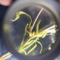 Potamogeton spirillus