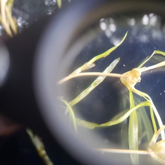 Potamogeton spirillus