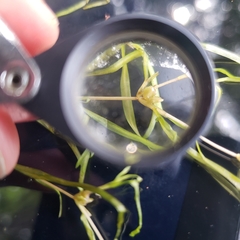 Potamogeton spirillus