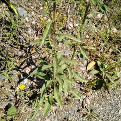 Solidago virgaurea