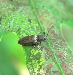 Dixicollis divaricatus