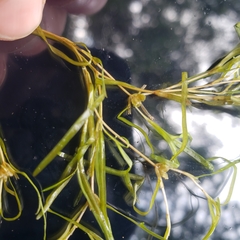 Potamogeton spirillus