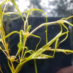 Potamogeton spirillus