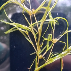 Potamogeton spirillus