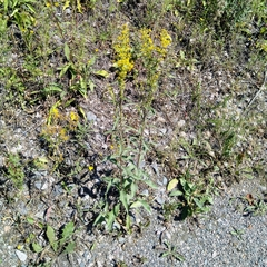 Solidago virgaurea
