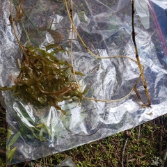 Potamogeton spirillus
