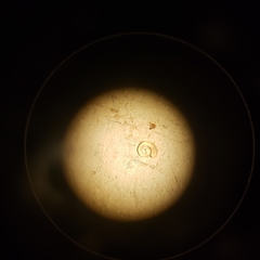 Potamogeton spirillus