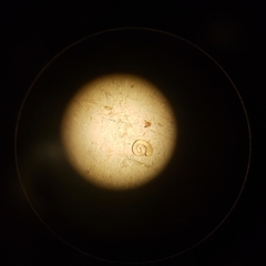 Potamogeton spirillus