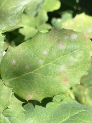 Erysiphe berberidis