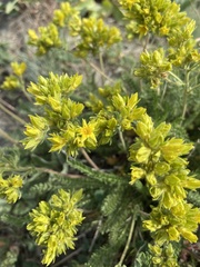 Ivesia gordonii