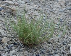 Astragalus johannis-howellii