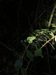 Trioceros deremensis