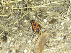 Pyrrhocoris apterus
