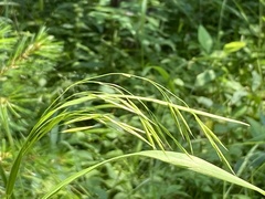 Melica smithii