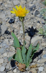 Agoseris monticola